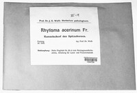 Rhytisma acerinum image